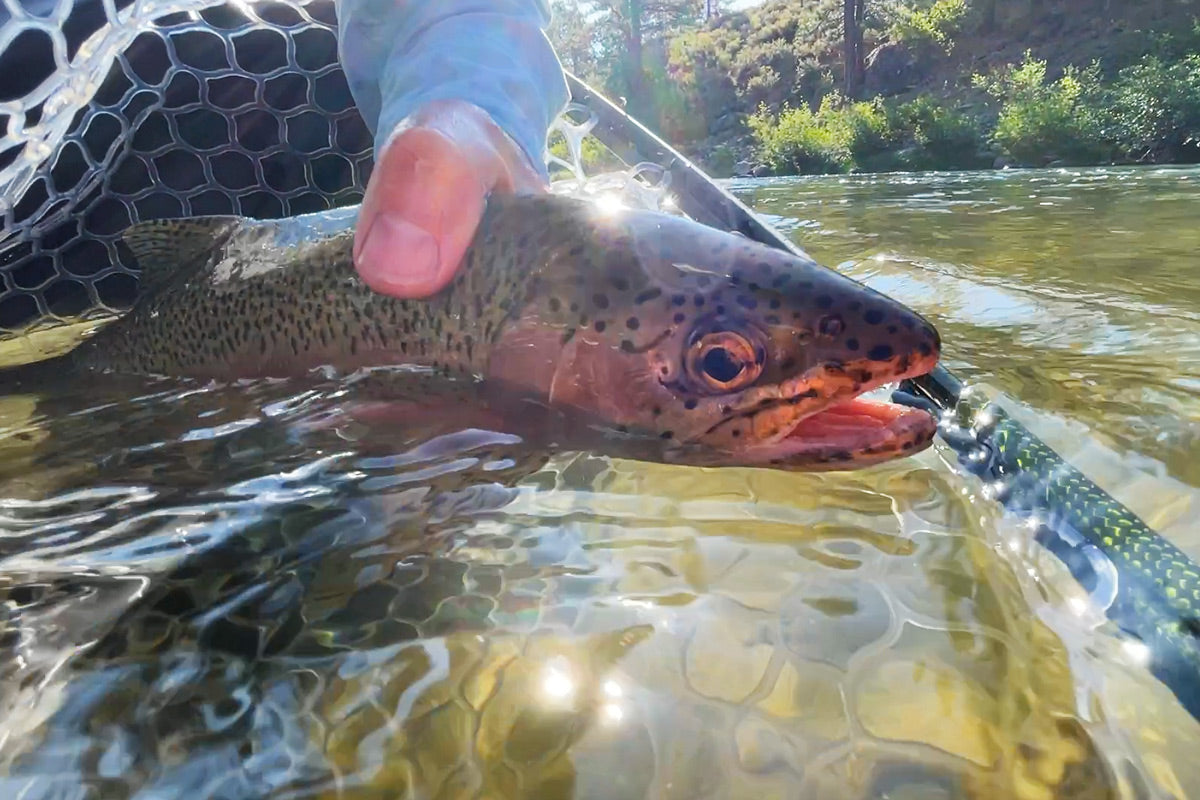 Truckee Tahoe Fly Fishing Report July 23, 2021