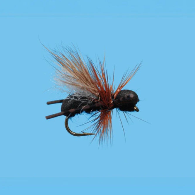 Solitude CFO Ant - Black