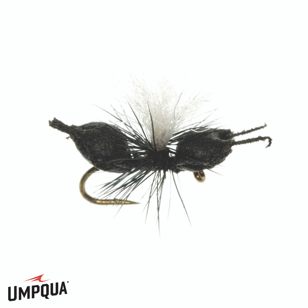 Umpqua Cupboard Ant