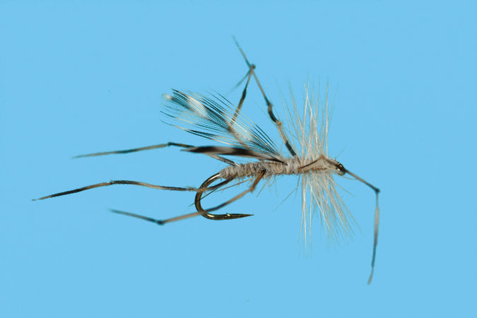 Solitude Cranefly