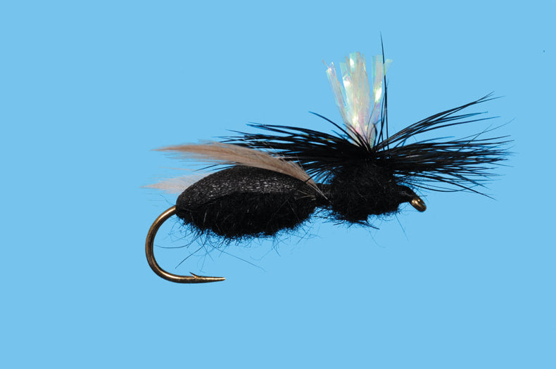 Solitude Carpenter Ant