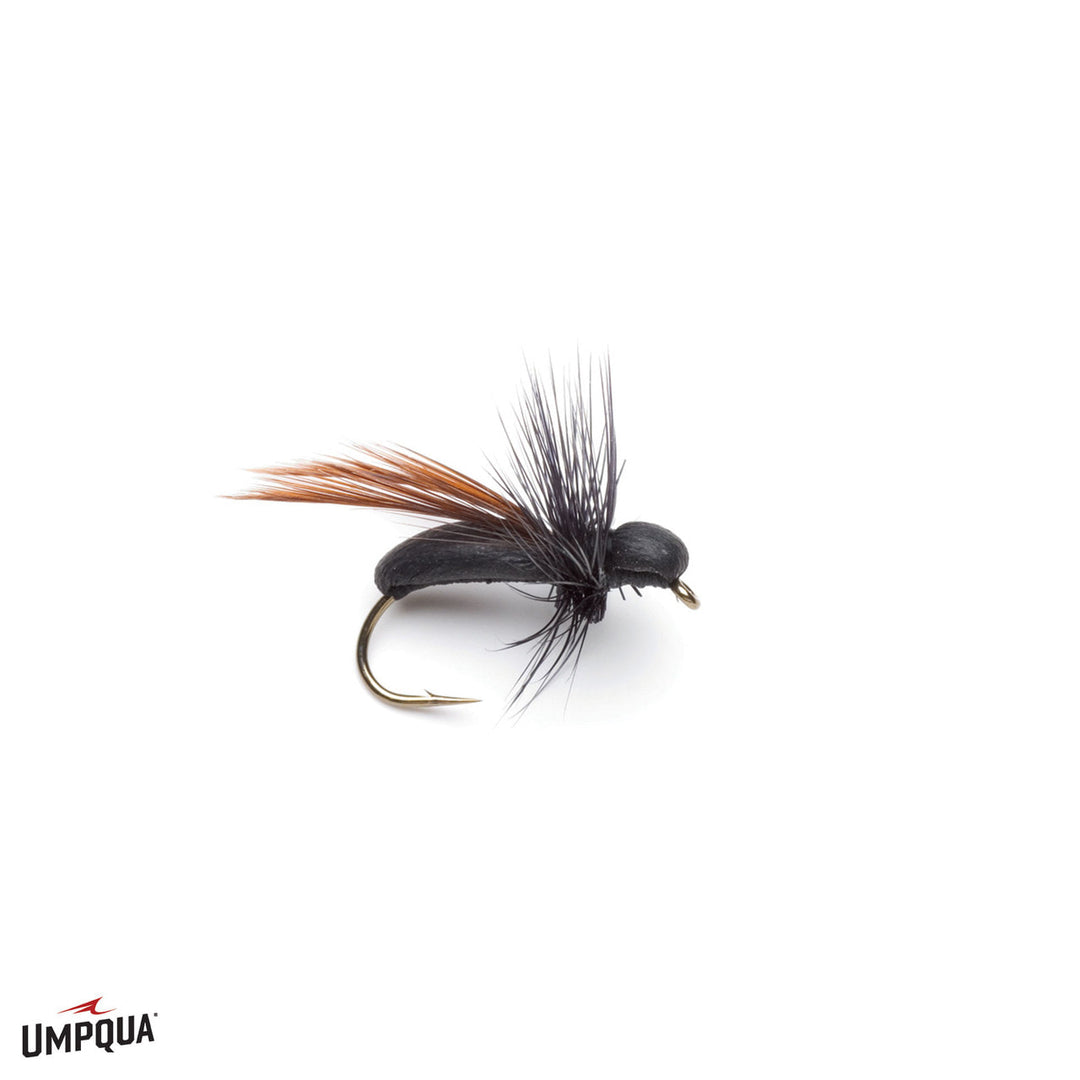 Umpqua Carpenter Ant
