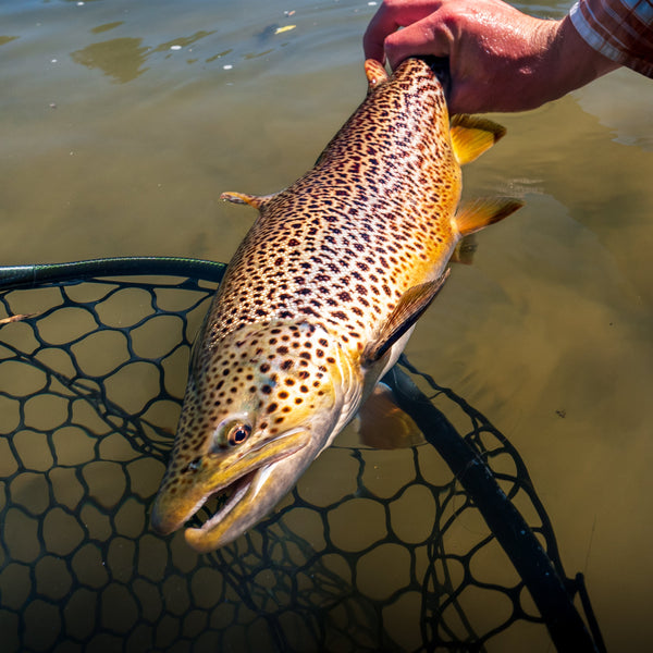 May 8th Fly Fishing Report for the Truckee River, Little Truckee River