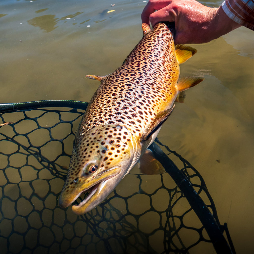 May 8th Fly Fishing Report for the Truckee River, Little Truckee River