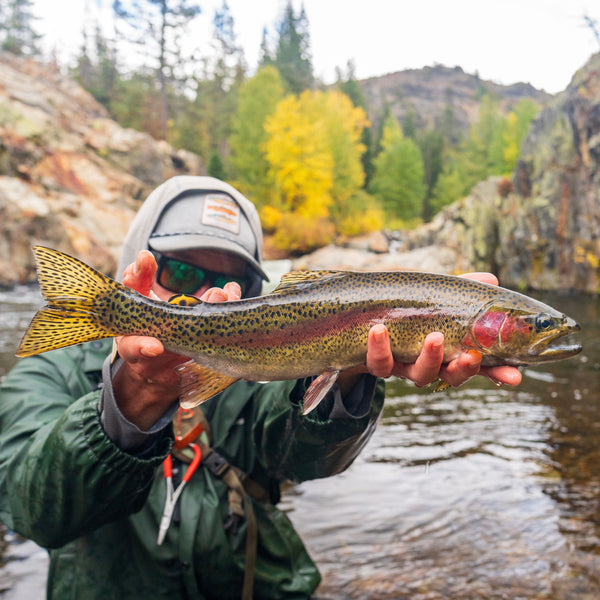 October 3rd Fly Fishing Report for the Truckee River and Pyramid Lake