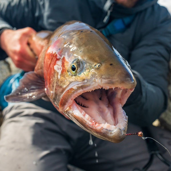 February 27th Fly Fishing Report for the Truckee River, Little Truckee River and Pyramid Lake