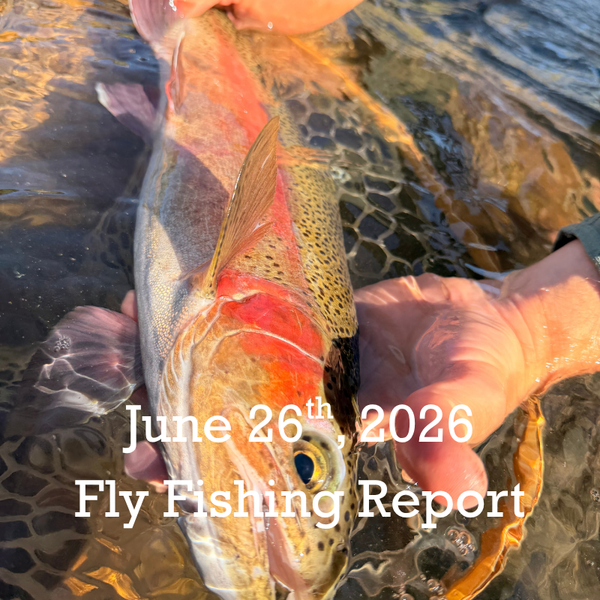June 26th Fly Fishing Report for the Truckee River, Little Truckee River