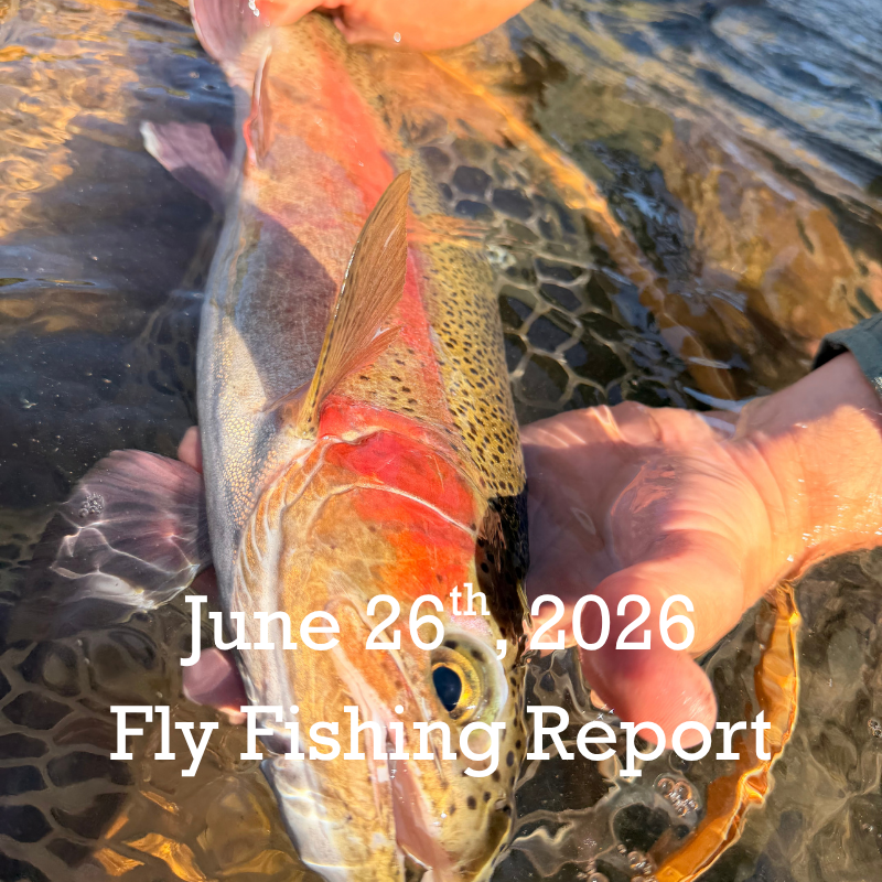 June 26th Fly Fishing Report for the Truckee River, Little Truckee River