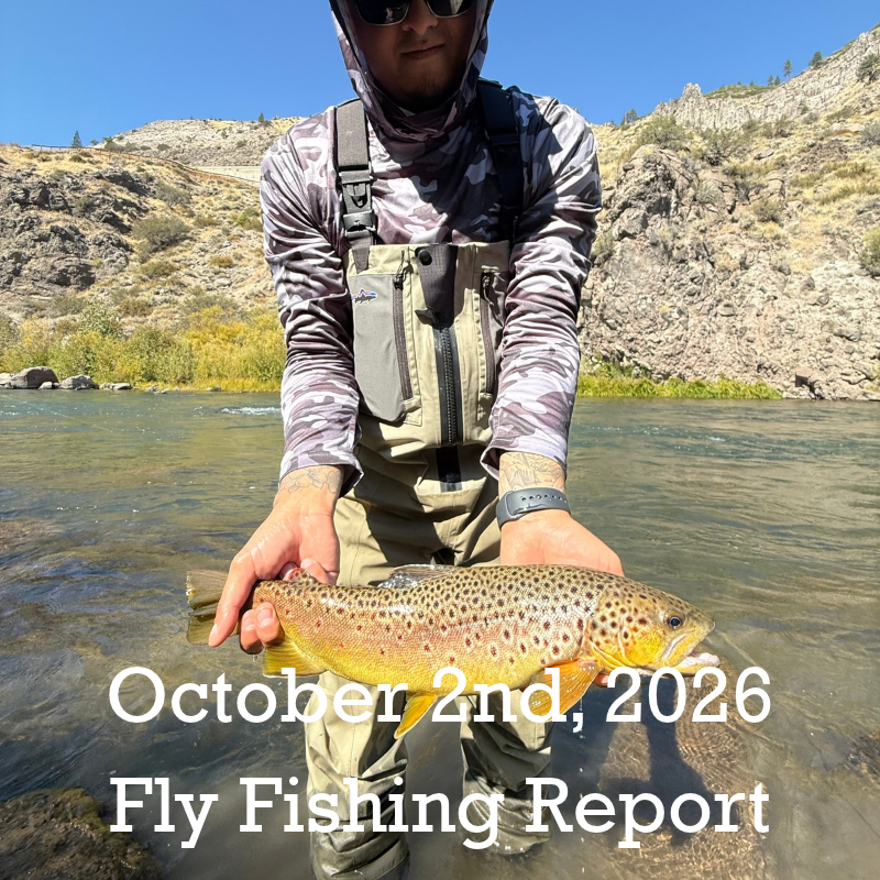 October 2nd Fly Fishing Report for the Truckee River, Little Truckee River and Pyramid Lake
