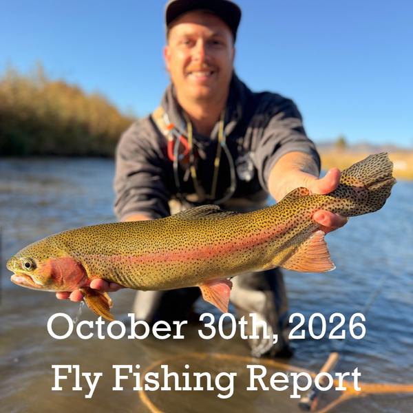 October 30th Fly Fishing Report for the Truckee River, Little Truckee River and Pyramid Lake