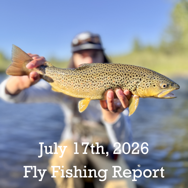 July 17th Fly Fishing Report for the Truckee River, Little Truckee River