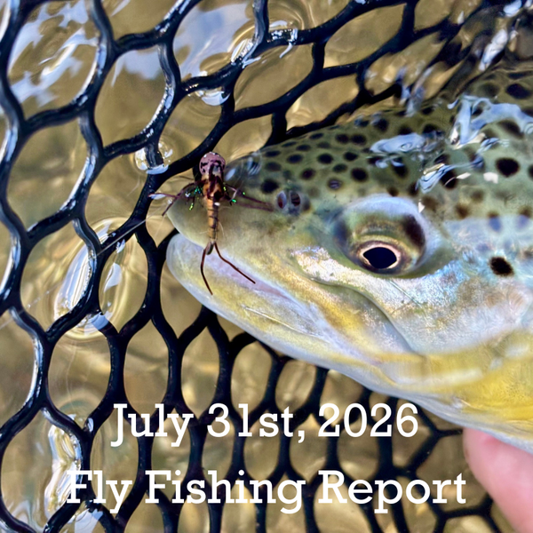 July 31st Fly Fishing Report for the Truckee River, Little Truckee River
