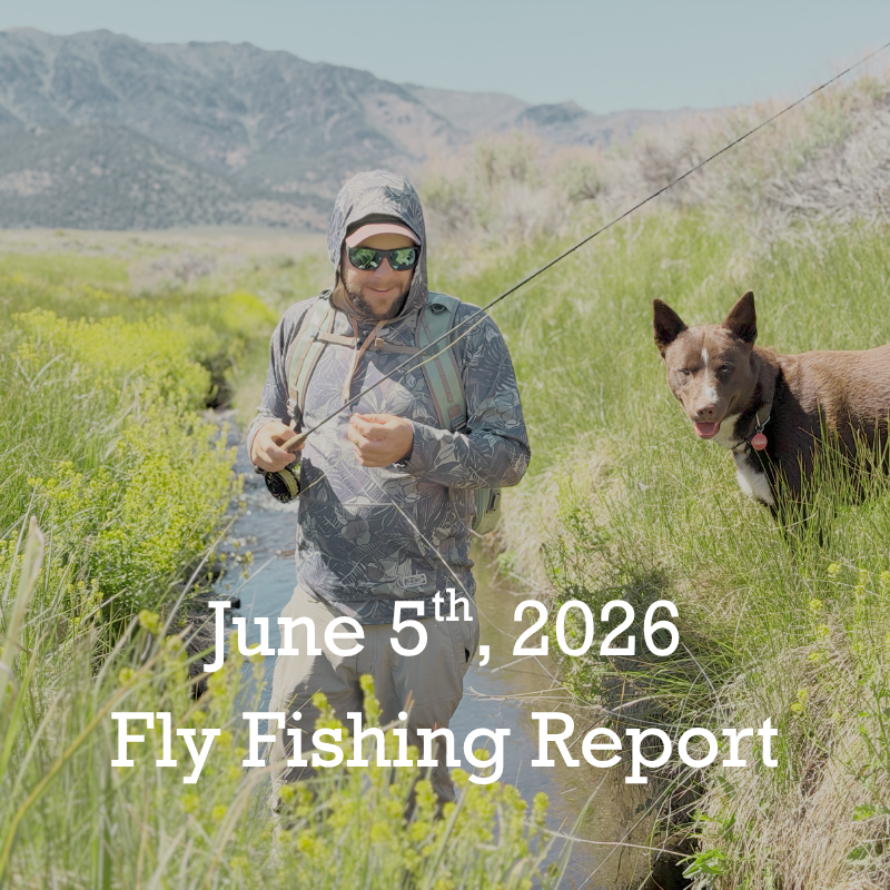June 5th Fly Fishing Report for the Truckee River, Little Truckee River