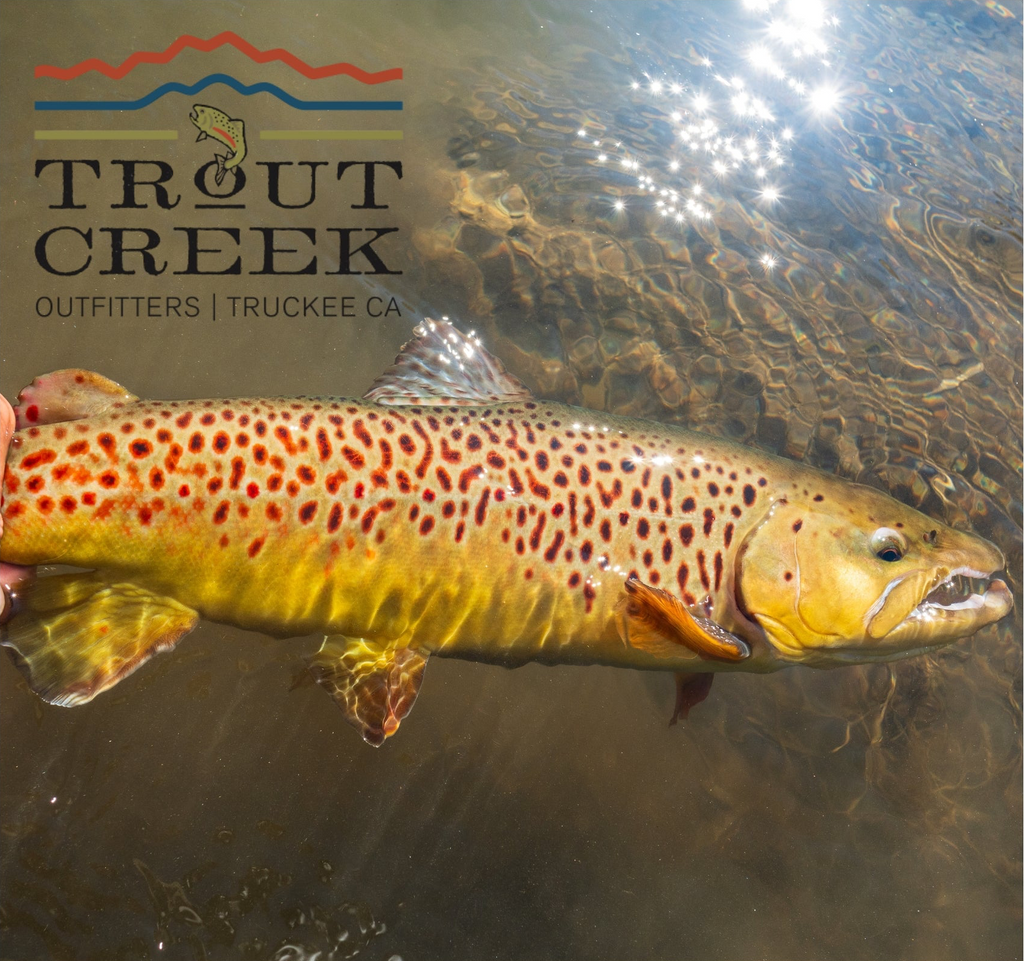 May 22nd Fly Fishing Report for the Truckee River, Little Truckee River