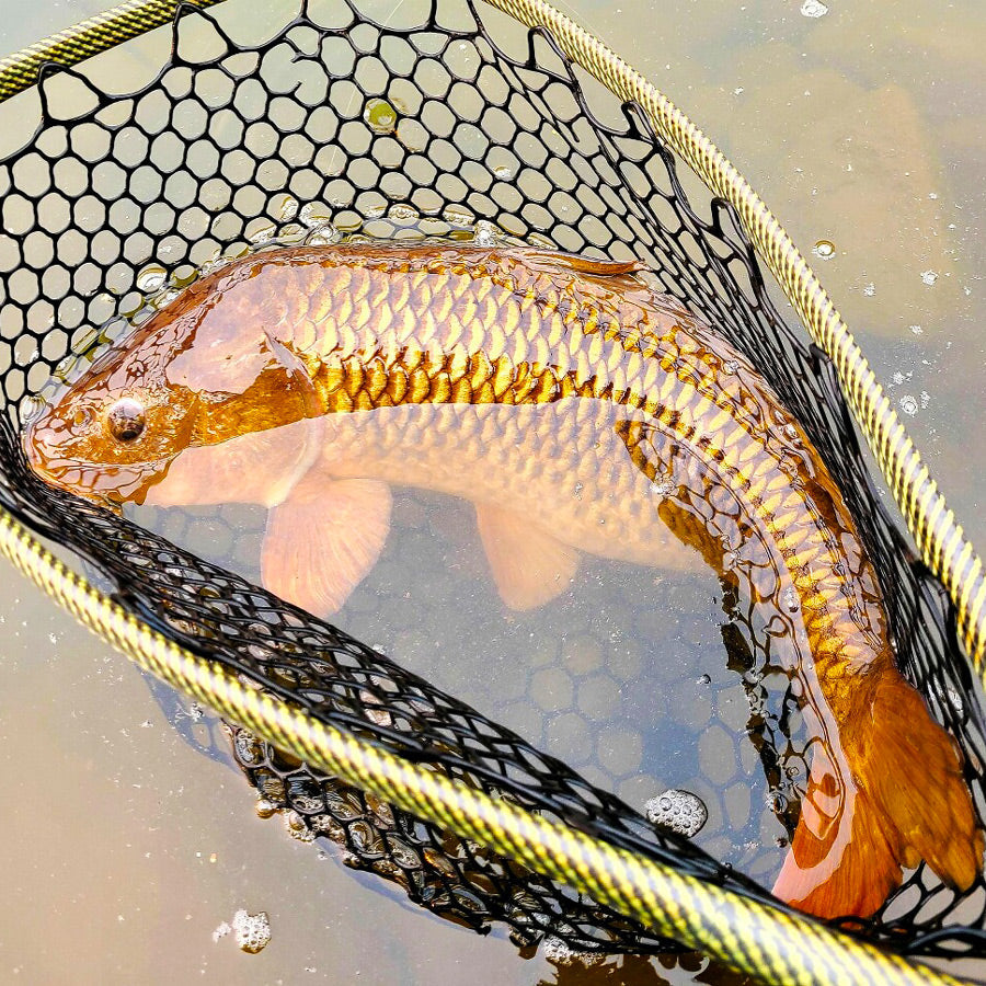 Carp Fly Patterns