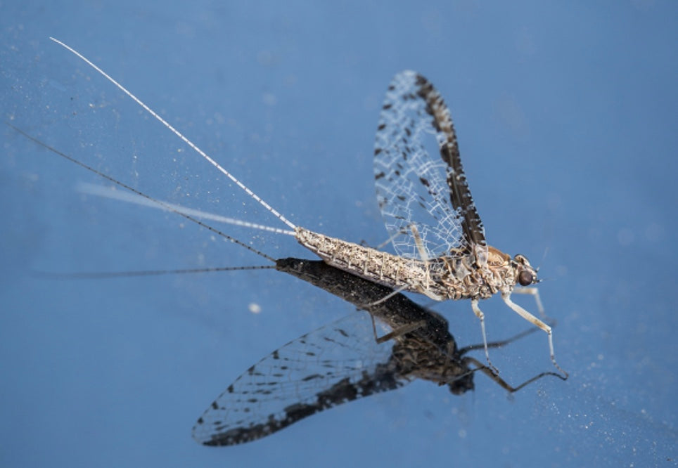 All Callibaetis Patterns