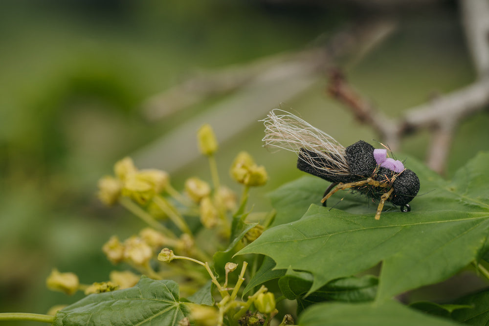 Umpqua Cruel Summer Cicada