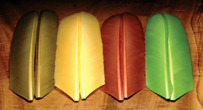 Turkey Biot Quills