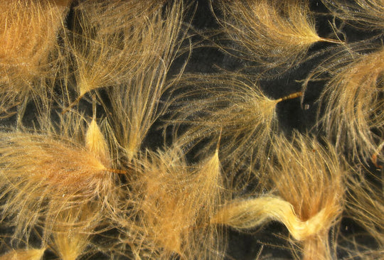 CDC Oiler Puffs