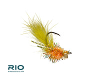 Rio's Beard Louse