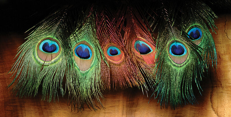 Hareline Peacock Eye